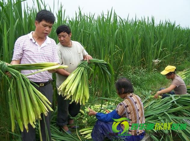 茭白的營養(yǎng)價值